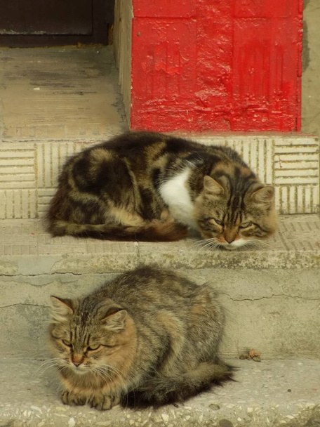 Кошачья кошка, или кошачья кошка (лат. Felis silarris catus), а также его родственник, кошка дикая (лес).. - Фото, изображение