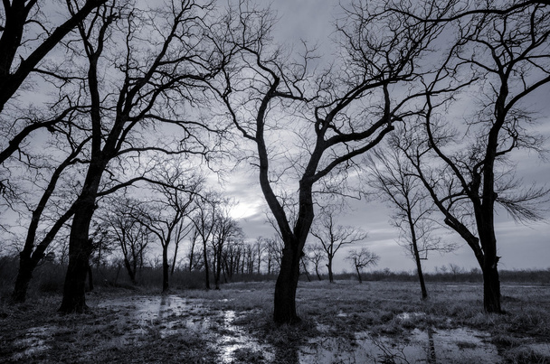 Paesaggio bianco e nero che mostra foresta e palude autunnali
 - Foto, immagini
