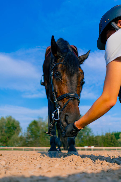 Un cavaliere casco nutre il suo bellissimo cavallo nero dalla sua mano nell'arena equestre durante una passeggiata a cavallo - Foto, immagini