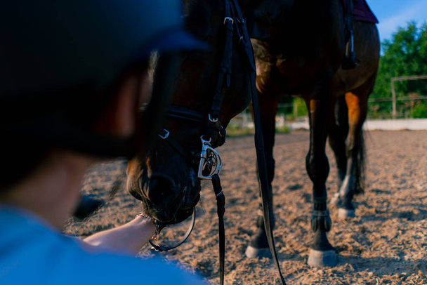 Un cavaliere casco nutre il suo bellissimo cavallo nero dalla sua mano nell'arena equestre durante una passeggiata a cavallo - Foto, immagini