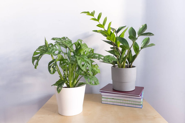 Zamioculcas with monstera adansonii in pot on table against gray wall background home gardening concept. - Photo, Image