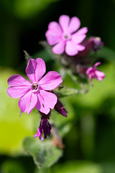 Macro shot of red campion (silene dioica) flowers in bloom - Photo, Image