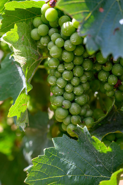 Upripe zelené hrozny na vinicích šampaňského v Cote des Bar, Aube, jižně od regionu Champange, Francie - Fotografie, Obrázek