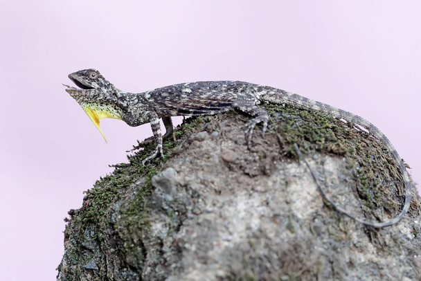 Een vliegende draak is aan het zonnebaden voordat hij aan zijn dagelijkse activiteiten begint. Dit reptiel heeft de wetenschappelijke naam Draco volans.. - Foto, afbeelding