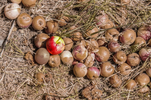 Une pomme fraîche parmi une pile de pommes pourries sur le sol. Produit gâté de l'excès. - Photo, image