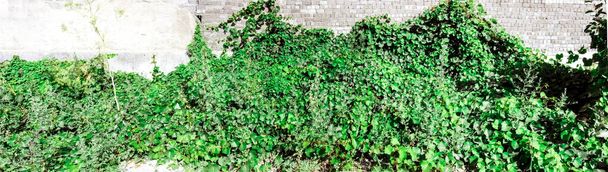 Mur vivant jardin vertical sur un bâtiment extérieur Mur Blanc - Photo, image