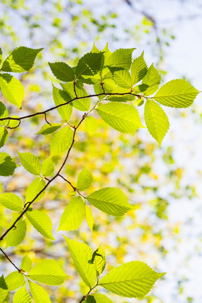 Giovane verde foglie sfondo
 - Foto, immagini