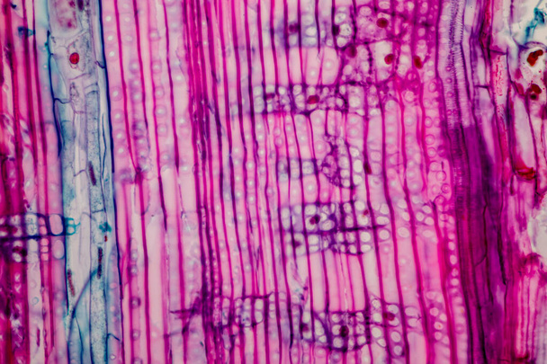 Növényi szövetek vizsgálata mikroszkóp alatt a laboratóriumban. - Fotó, kép