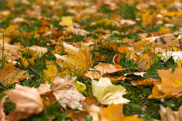 feuilles d'automne sur fond d'herbe. - Photo, image