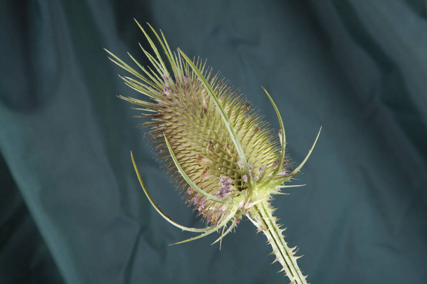 a single thistle stalk in front of a background of green curtains. Minimal color still life photography. - Photo, Image