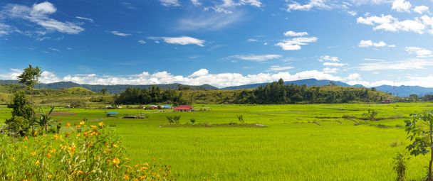pirinç tarlaları - Fotoğraf, Görsel