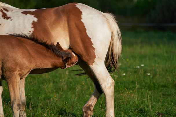 Retrato do potro bebé a amamentar leite da égua. uma égua com seu potro recém-nascido em pé em um pasto - Foto, Imagem