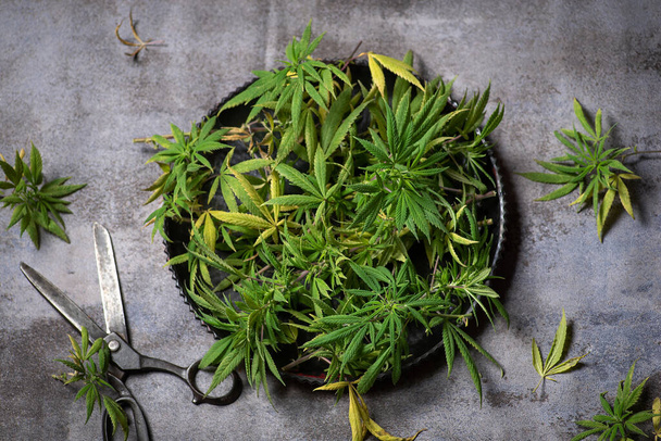 Aparar uma planta de cannabis com tesouras numa bandeja preta - Foto, Imagem