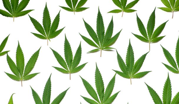 Bunch of large, fresh marijuana leaves lined up on a white background - Photo, Image