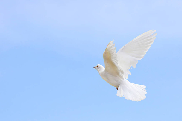 空を飛んでいる白い鳩の美しさ. 白い鳩は平和の象徴である. - 写真・画像