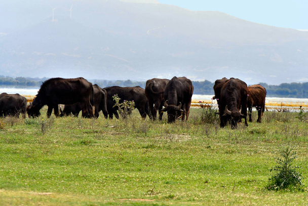 Греция, водные буйволы, свободно пасущиеся на лугах озера Керкини, охраняемой водно-болотной территории и искусственного водохранилища в центральной Македонии на границе с Болгарией - Фото, изображение