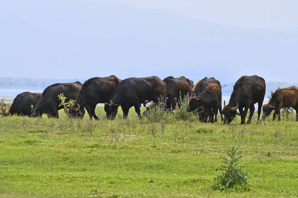 Greece,  Water buffalo grazing freely in the grasslands at Lake Kerkini, a protected wetland and artificial reservoir area in central Macedonia on the border with Bulgaria - Photo, Image