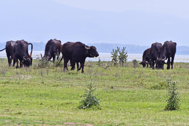 Греция, водные буйволы, свободно пасущиеся на лугах озера Керкини, охраняемой водно-болотной территории и искусственного водохранилища в центральной Македонии на границе с Болгарией - Фото, изображение