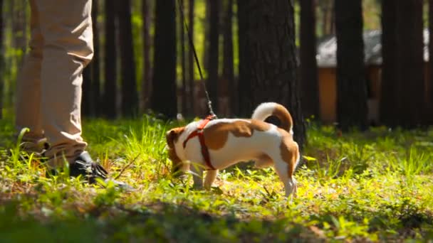 Cucciolo molto carino Jack Russell Terrier circondato dall'erba nel parco. Filmati delle scorte. Cane al guinzaglio nel bosco - Filmati, video
