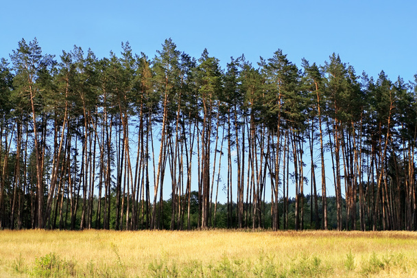 The pine-trees - Foto, Imagen