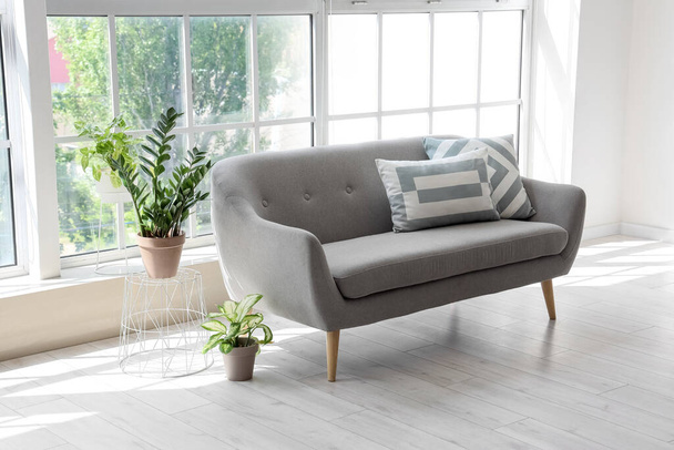 Затишний сірий диван з подушками і кімнатними рослинами біля великого вікна - Фото, зображення