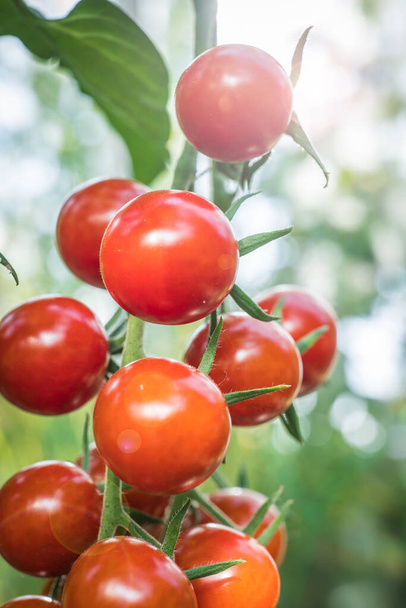 detalhe frutas de tomate na estufa
 - Foto, Imagem