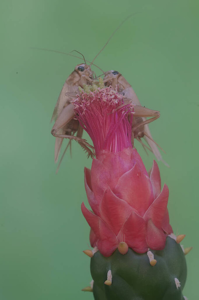 Two field crickets are eating a prickly pear cactus flower. This insect has the scientific name Gryllus campestris. - Photo, Image