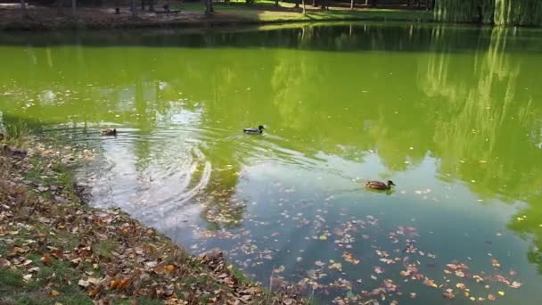 A kacsák átúsznak a zöld tavon. Kilátás a felszínre egy tó borított kacsamoszat és lehullott levelek. Stagnáló víz a parkban. Zöld algával borított mesterséges tó tükrös vízfelülete - Felvétel, videó