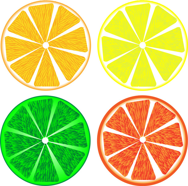 Citrus fruit slices isolated on white - Vector, afbeelding