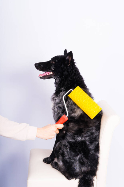 Man painting his dog doing renovation work in room. Good relationship between dog and his owner - Foto, Imagen