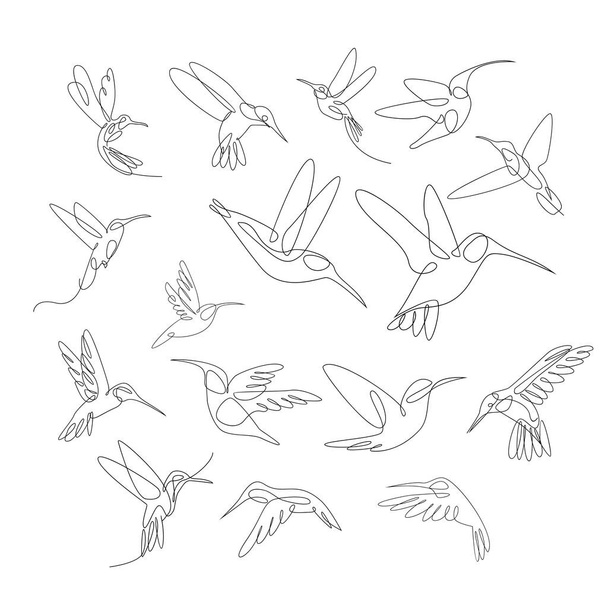 hummingbird line illustration template - Vector, Image