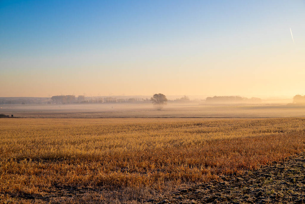 明るい霧のあるアグラ畑の朝のパノラマビュー. 高品質の写真 - 写真・画像