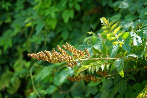 Sorbaria sorbifolia pousse en juillet. Sorbaria sorbifolia est une espèce de plante de la famille des Rosacées. Berlin, Allemagne - Photo, image