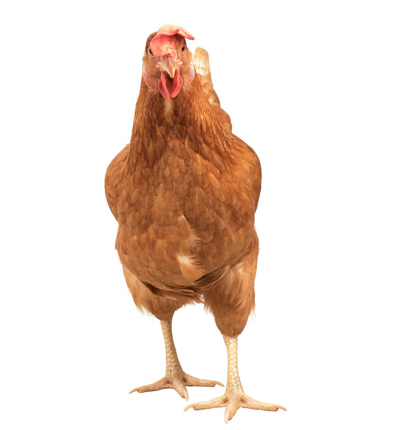 close up portrait full body of brown female eggs hen standing sh - Zdjęcie, obraz