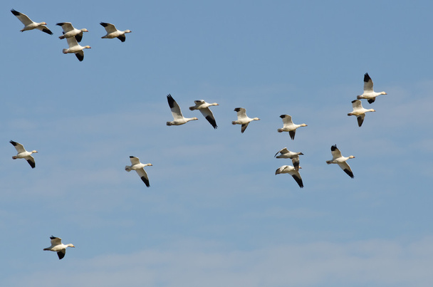 Стая снежных гусей, летящих в голубом небе
 - Фото, изображение