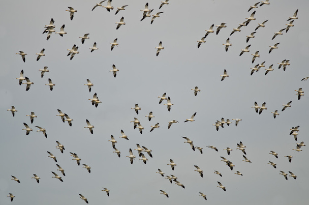 Rebanho maciço de gansos da neve voando sobre o pântano
 - Foto, Imagem