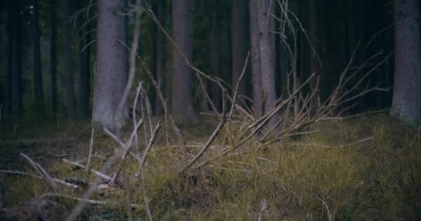 Questa suggestiva immagine mostra i resti di alberi caduti in una vecchia foresta, rivelando il passare del tempo e la natura bellezza duratura - Filmati, video