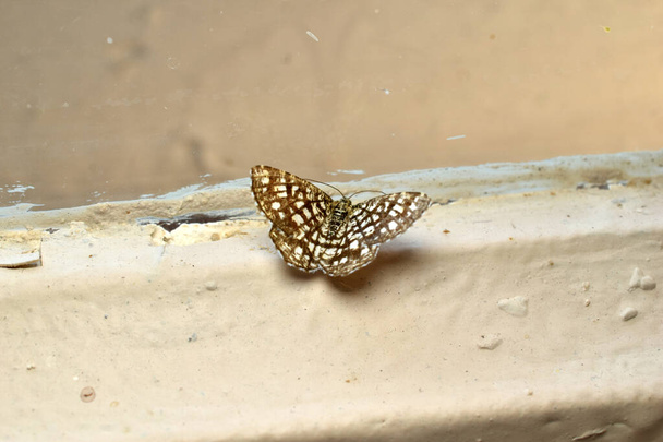 Μια θηλυκή πεταλούδα που ονομάζεται Lattice Heather ή κοινή σκώρος κάθεται στο πλαίσιο ενός παλιού παραθύρου. - Φωτογραφία, εικόνα