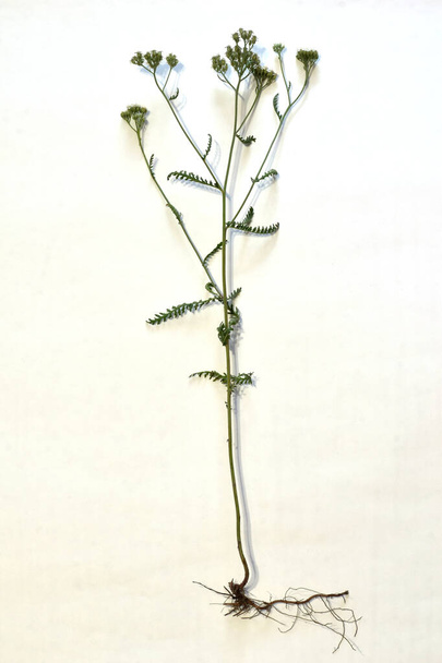 На белом фоне, трава Yarrow благородных, его цветы, листья, стебель и корневая система, в полном росте. - Фото, изображение