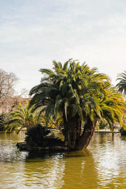 Vue verticale en plein air d'une petite île faite de palmiers dans un parc de jardin au début du printemps. - Photo, image