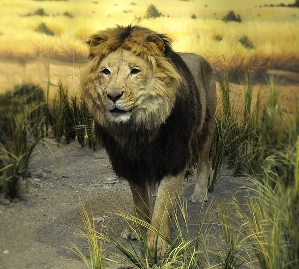 doldurulmuş aslan - Fotoğraf, Görsel