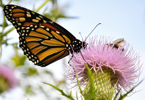 Monarchvlinder - Foto, afbeelding