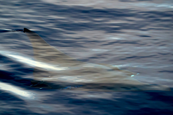 A Mobula ray manta zwemmen in de buurt van het zeeoppervlak, Ligurische Zee, Middellandse Zee, Italië. - Foto, afbeelding