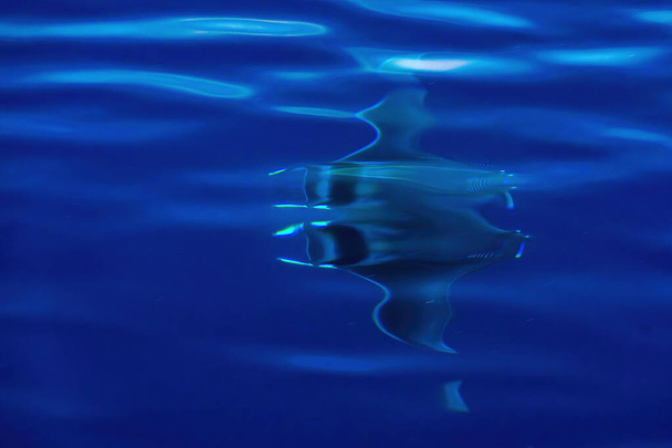 Ein Mobula ray Manta schwimmt in der Nähe der Meeresoberfläche, Ligurisches Meer, Mittelmeer, Italien. - Foto, Bild
