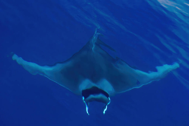 A Mobula ray manta úszó közelében tenger felszínén, Ligurian-tenger, Földközi-tenger, Olaszország. - Fotó, kép
