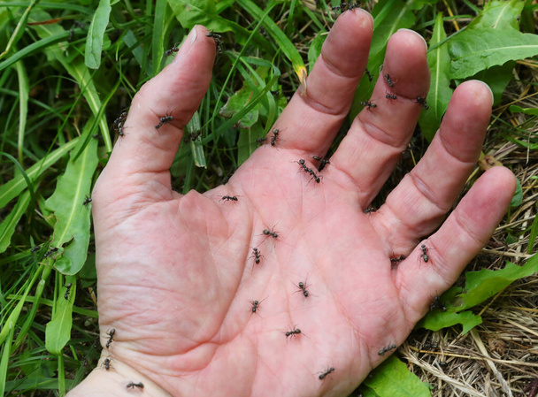 käsi miehen kanssa paljon muurahaisia niityllä - Valokuva, kuva