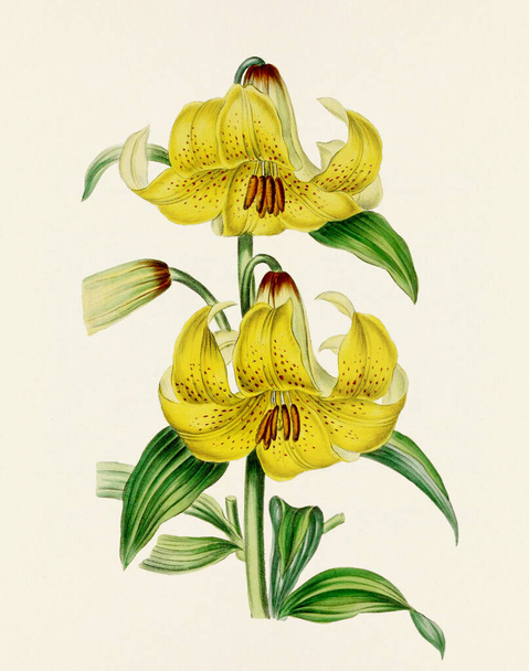 Flower illustration. Vintage-style botanical flower artwork in full bloom. Botanical plate from a mid-1800s botany book. - Fotoğraf, Görsel