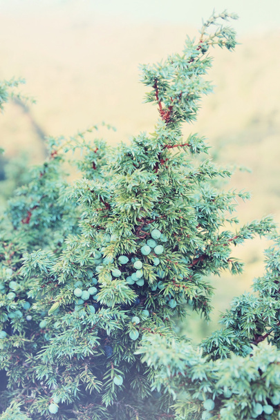 Healing juniper - Photo, Image