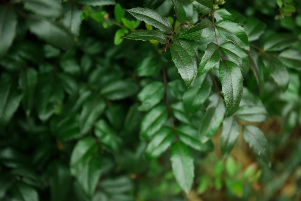 Ramas de plantas con hojas verdes en el bosque, primer plano - Foto, imagen