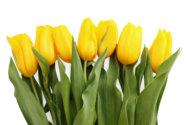 tulipanes amarillos  - Foto, imagen